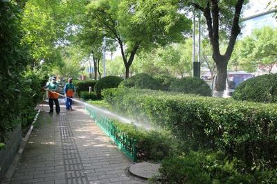 濰城區未雨綢繆，精準施策——堅決打好美國白蛾防治攻堅戰